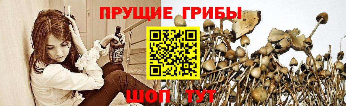 Псилоцибиновые грибы мицелий Урюпинск